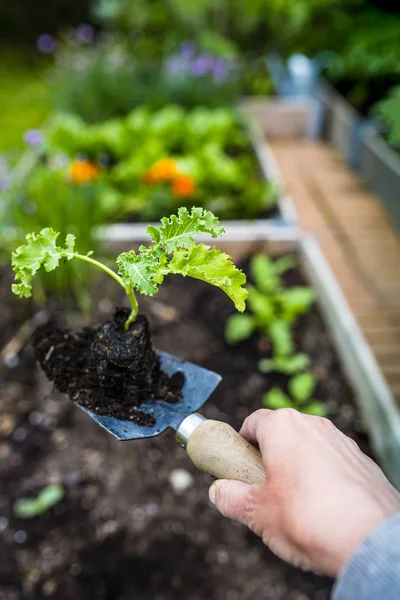 Kale Bibit Siap Ditanam Kebun Sayuran — Stok Foto