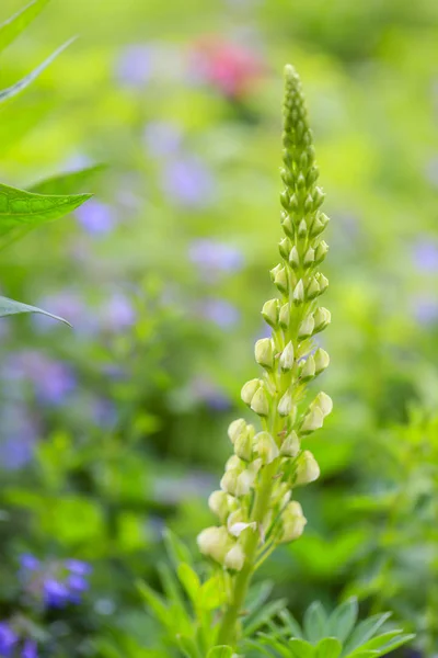 Jonge Bloeiende Lupine Bloemen Tuin — Stockfoto