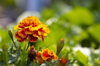 Turuncu marigolds bahçede çiçek.