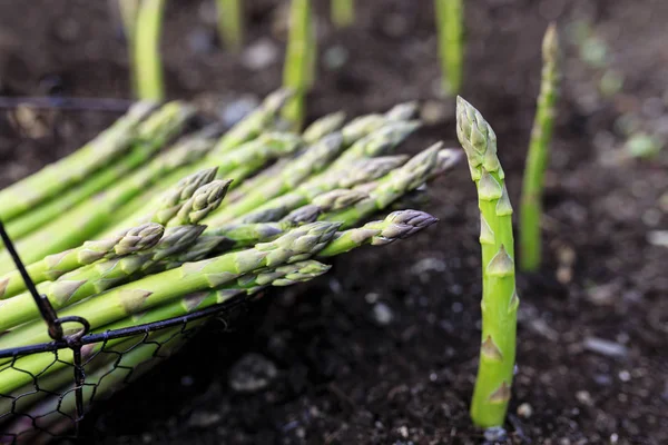 Bahçede yetişen genç yeşil kuşkonmaz. 