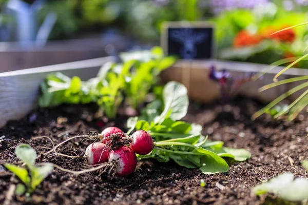 Radishes Segar Digali Dari Tanah Taman — Stok Foto