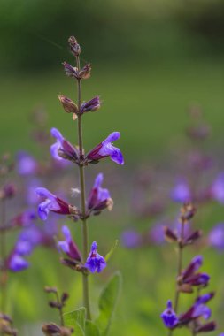 Bir ot Bahçe çiçek açması adaçayı.