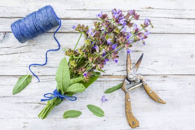 Taze kesilmiş çiçekli adaçayı herb Garden.