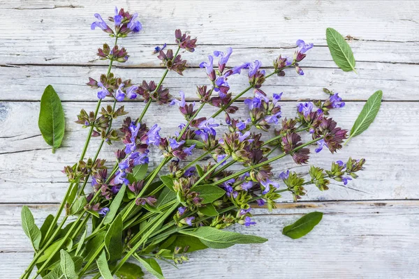 Frissen Vágott Herb Kert Virágzó Zsálya — Stock Fotó