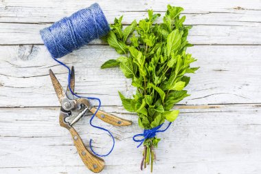 Taze nane bir grup bağlı kesme.