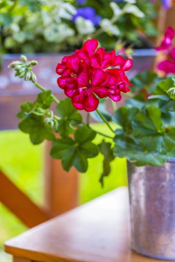 Sardunyalar ve çiçek süslemeleri terasta saksılarda.