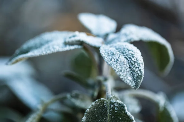 Frost in the garden, sage leaves covered with frost.