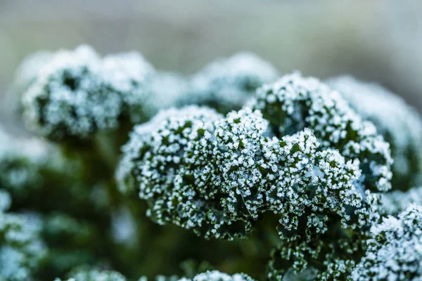 Hielo Jardín Hojas Col Rizada Cubiertas Escarcha —  Fotos de Stock