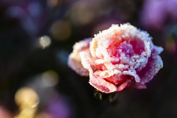 Gelo Giardino Fiore Rosa Coperto Gelo — Foto Stock