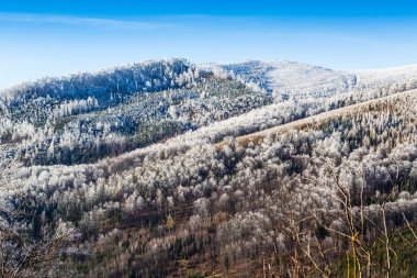 Beskids eteklerinde hoarfrost ile kaplıdır. Skrzyczne, Polonya.