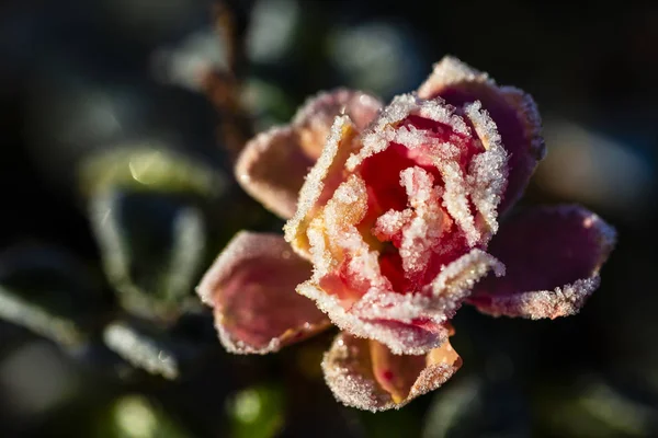 Frost in the garden, rose flower covered with frost.