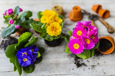 İlk Bahar renkli campanula'lar ekime hazır.