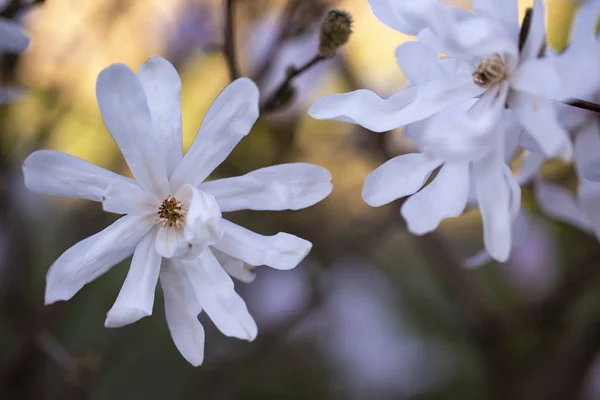Kwitnące Kwiaty Magnolia Biała Spring Garden — Zdjęcie stockowe
