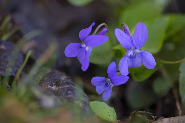 Bunga Violet Mekar Taman Musim Semi — Stok Foto