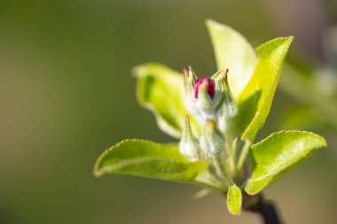 Bahar bahçede çiçek açan elma ağacı çiçek.