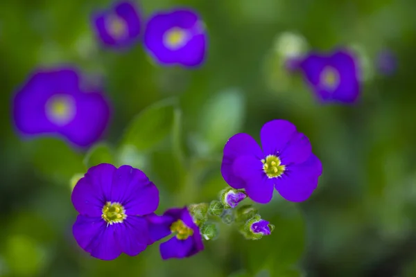 Blommande Blomma Vårträdgården — Stockfoto