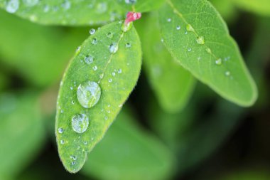 Genç bahar yağmur damlaları bırakır.