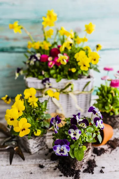 Első Tavaszi Színes Virágok Készen Ültetésre — Stock Fotó