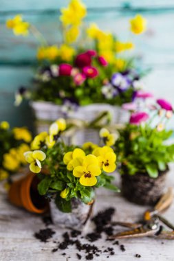 İlk Bahar renkli çiçekleri ekime hazır.