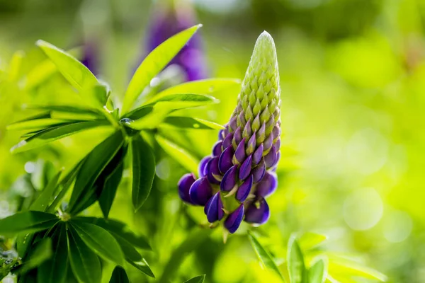 Jonge Bloeiende Lupine Bloemen Tuin — Stockfoto