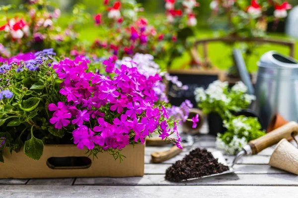 정원에서 재배에 다채로운 — 스톡 사진