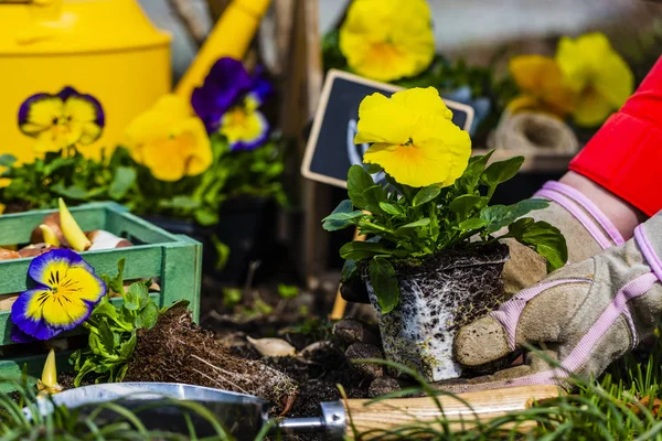 Plantor Vårblommor Och Lökar Redo För Plantering — Stockfoto