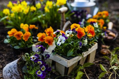 Bahar renkli çiçekler dikim için hazır. 