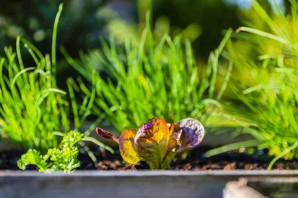 Giovani Piantine Lattuga Nel Terreno — Foto Stock