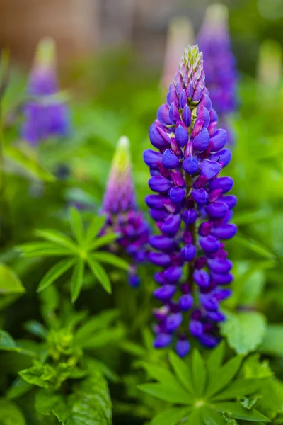 Kwitnące Kwiaty Lupine Ogrodzie — Zdjęcie stockowe