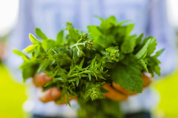 Fresh bunches of herbs kept in hands.