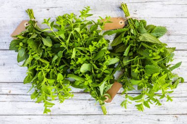 Kurutmak için taze Melissa bitkileri..