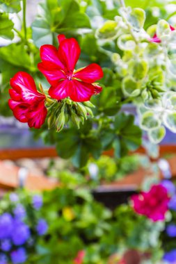 Sardunyalar ve çiçek süslemeleri terasta saksılarda.