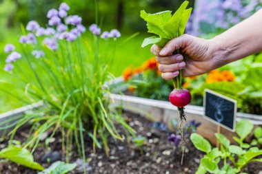 Bahçeden taze turplar çıkarıldı..