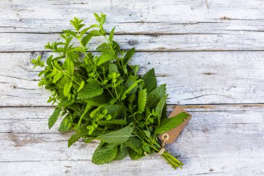 Kurutmak için taze Melissa bitkileri..