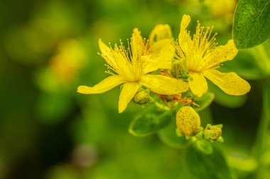 Bir bitki bahçesinde St John's wort çiçekler.