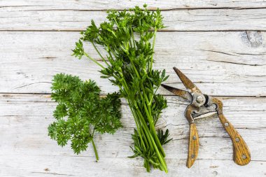 Kurutma için hazırlanan taze maydanoz.