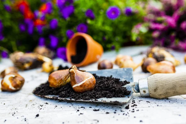 Soğanları çiçek sonbahar ekime hazır.