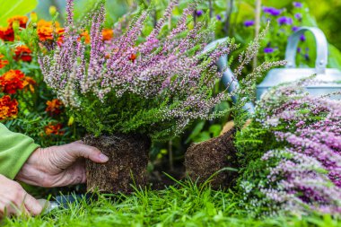 Sonbahar Heathers dikimi.