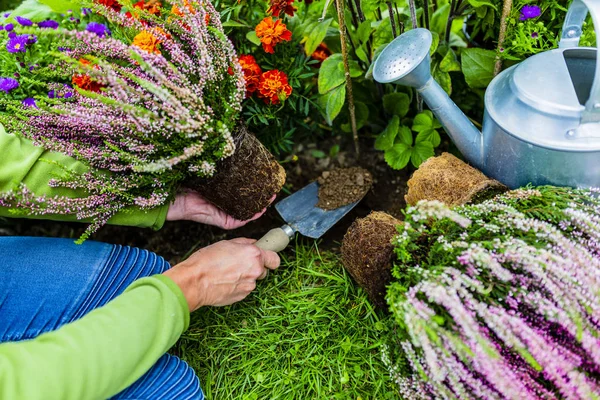 Hösten Plantering Heathers Trädgården — Stockfoto