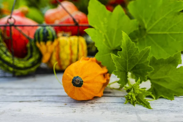 Herfst Decoratieve Pompoenen Tuintafel — Stockfoto