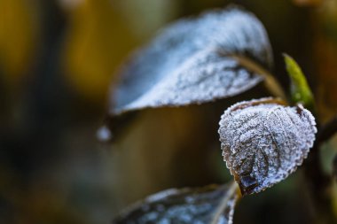 Sonbahar bahçesinde ilk don.
