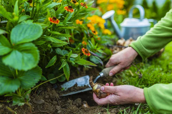 Κηπουρός Φυτεύει Τους Λαμπτήρες Νάρκισσου Στον Φθινοπωρινό Κήπο — Φωτογραφία Αρχείου