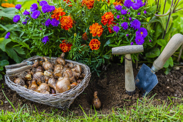Луковицы цветов готовы к осенней посадке
.