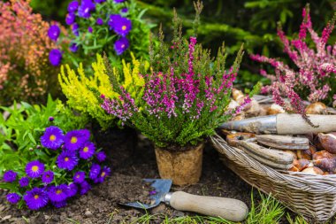 Bahçeye dikmek için fundalıklar ve sonbahar fideleri. 