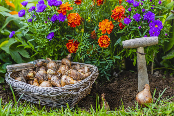 Луковицы цветов готовы к осенней посадке
.