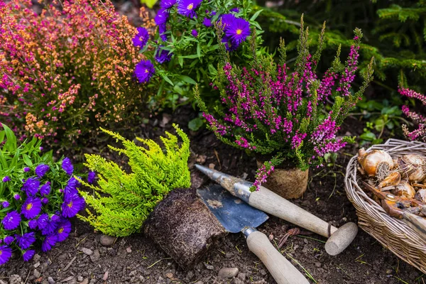 Pióra Sadzonki Jesienne Sadzenia Ogrodzie — Zdjęcie stockowe