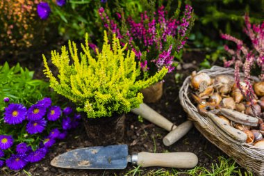 Bahçeye dikmek için fundalıklar ve sonbahar fideleri. 