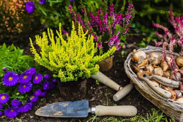 Верески и осенние саженцы для посадки в саду. 