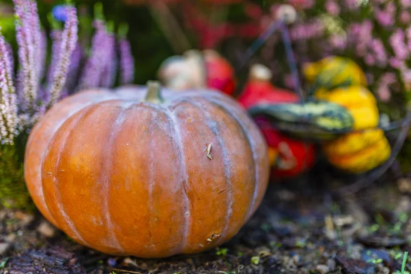 Pumpkin crops to harvest in autumn.