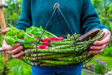 Bahçıvanın sepetinde taze toplanmış turp ve yeşil kuşkonmaz..